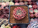 Echeveria sp. 1" Succulent Plant