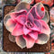 Echeveria 'Rainbow' Variegated 3" Succulent Plant