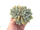 Pachyphytum sp. Cluster 5" Succulent Plant