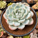 Echeveria 'Icy Green' 4" Large Succulent Plant