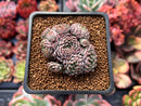 Echeveria 'Jandiro' 1" Cluster New Hybrid Succulent Plant
