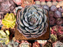 Echeveria 'Icy Purple' 4" Succulent Plant