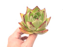 Echeveria Agavoides ‘Maria’ Wide Leaf Clone 4" Rare Succulent Plant