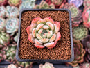 Echeveria 'Starmark' 1" Succulent Plant