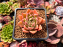 Echeveria Agavoides 'Sukyong' 2" Succulent Plant
