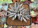 Echeveria 'Unguiculata' 3" Cluster Succulent Plant