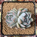 Echeveria 'Elegans Potosina' 2"-3" Powdery Succulent Plant
