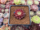 Echeveria 'Shani' 1" Succulent Plant