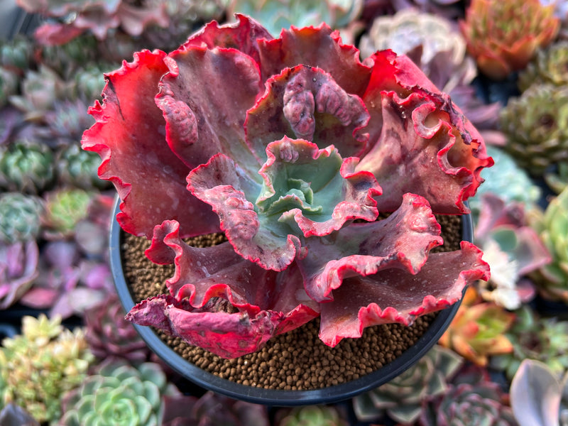party dress succulent Echeveria 'Party Dress' 3" Succulent Plant