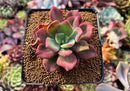 Echeveria 'Santorini' 2" Succulent Plant