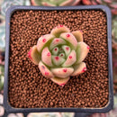 Echeveria Agavoides 'Gala Show' 1" New Hybrid Succulent Plant