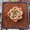 Echeveria Agavoides 'Gala Show' 1" New Hybrid Succulent Plant