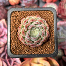 Echeveria 'Rismari' 1" Succulent Plant