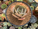 Echeveria 'Slimeball' 3" Succulent Plant