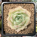 Echeveria 'Fun Queen' 2" Succulent Plant