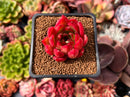 Echeveria Agavoides sp. 1" Succulent Plant