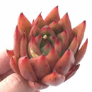 Echeveria Agavoides Maria 2” Rare Succulent Plant