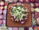 Echeveria 'Black Hawk' 2" Succulent Plant
