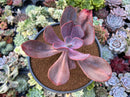 Pachyveria 'Myrtilla' 4" Large Succulent Plant