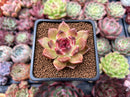Echeveria Agavoides 'Black Rose' 2" Succulent Plant