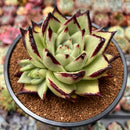 Echeveria Agavoides 'Super Black' 4" Succulent Plant