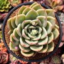 Echeveria 'White Champaign' 4" Succulent Plant