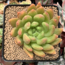 Echeveria Agavoides 'Marang' 3" Succulent Plant