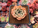 Echeveria 'Gemini' 2" Succulent Plant