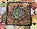 Echeveria 'Super Queen' 1" New Hybrid Succulent Plant
