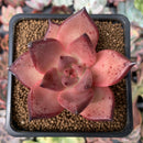 Echeveria Agavoides 'Redkus' 2" Succulent Plant