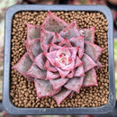 Echeveria 'Red Dragon' 1" New Hybrid Succulent Plant