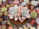 Pachyveria 'Pearlberry' Double Headed Cluster 4" Succulent Plant