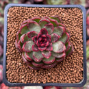Echeveria 'Rosa Pink' 1" Succulent Plant