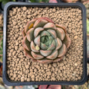 Echeveria 'Roman' 2" Succulent Plant