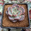 Echeveria 'Cindy' 1"-2" Succulent Plant