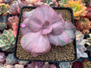Echeveria 'Suyon Frill' Variegated 3" Succulent Plant