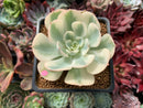 Echeveria 'Compton Carousel' 2"-3" Variegated Succulent Plant