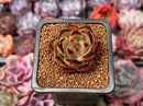 Echeveria Agavoides 'Ebony' 1" Succulent Plant