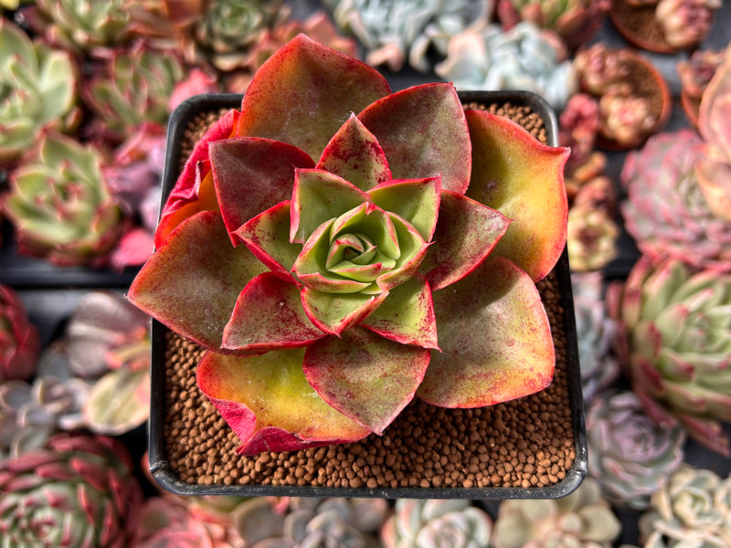 salsa succulent Echeveria 'Salsa Verde' 2