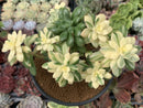 Echeveria 'Minibelle' Variegated 4"-5" Succulent Plant