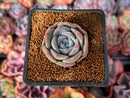 Echeveria 'Winter Flower' 1" Succulent Plant