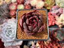 Echeveria Agavoides 'La Vie en Rose' 2" Seed-Grown Succulent Plant