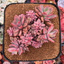 Echeveria 'Rezry' 6" Large Cluster Succulent Plant