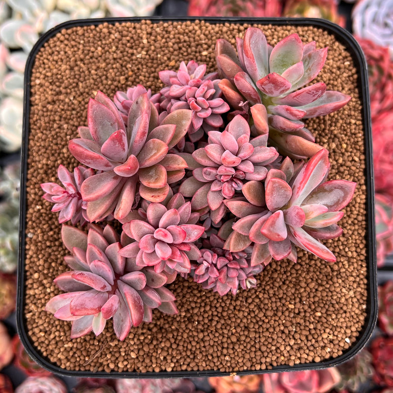 Echeveria 'Rezry' 6