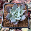 Echeveria 'Mexapor' 1"-2" New Hybrid Succulent Plant