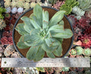 Echeveria 'Luella' Variegated 5" Large Succulent Plant