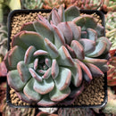 Echeveria 'Star Mark' 3" Powdery Succulent Plant