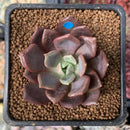 Echeveria 'Vasilisa' 1"-2" New Hybrid Succulent Plant