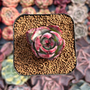 Echeveria 'Casio' Variegated 1" Succulent Plant