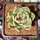 Echeveria Agavoides 'Blue Dragon' 3" Succulent Plant